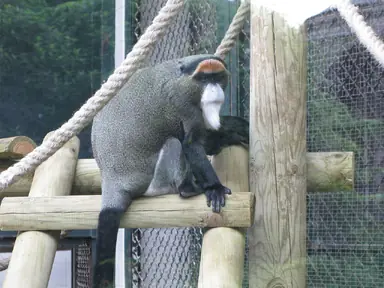 1280px-Jielbeaumadier_cercopitheque_de_brazza_2_mjp_paris_2014.png