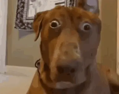 o-o-dog.png