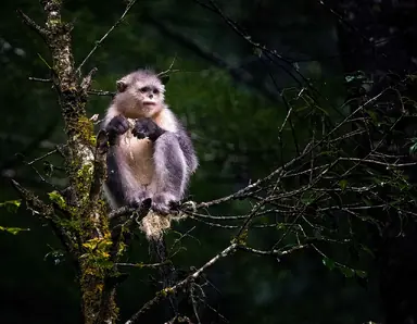 1280px-Black_Snub-nosed_Monkey_284448982300129.png
