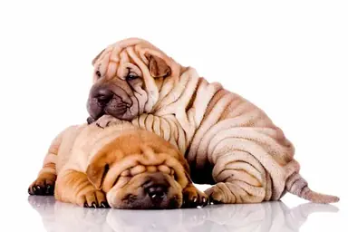 Chinese-Shar-Pei-MP.png