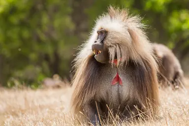 1920px-Male_Gelada_gct.png
