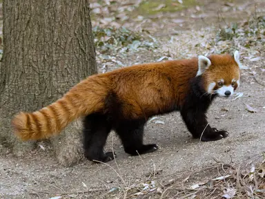 RedPandaFullBody.png