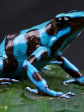 poison-dart-frog-blue_3x4.png