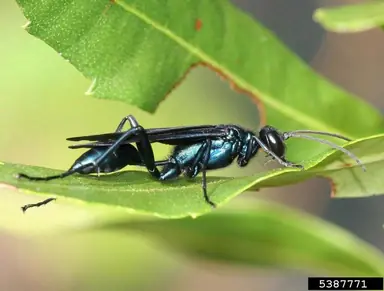 blue-mud-wasp-JohnnyDell-5387771-PPT_lg.png