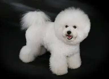 Bichon_FrisC3A9_-_studdogbichon.png