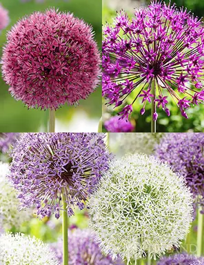 81141-big-and-sensational-allium-collection.png