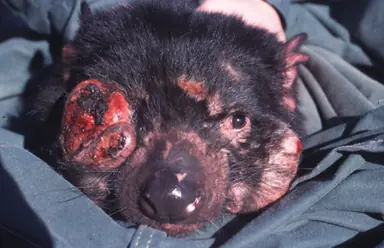SPOILER_Tasmanian_Devil_Facial_Tumour_Disease.png