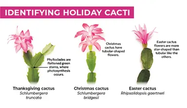 Christmas-cactus-vsThanksgiving-cactus.png
