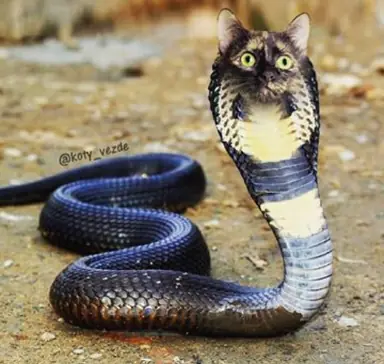 snake-koty_vezde.png