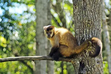 Sapajus_libidinosus_paraguayanus.png