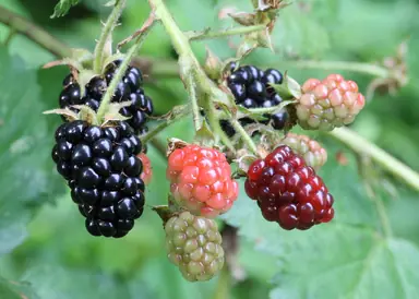 1280px-Ripe_ripening_and_green_blackberries.jpg