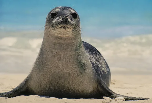 hawaiian-monk-seal.png
