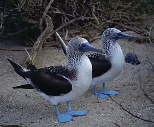 booby-b.png