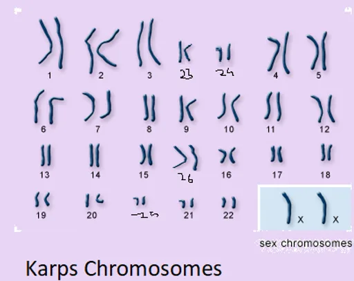 KarosChromatids.png
