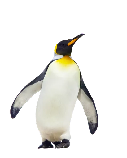 pppengu.png