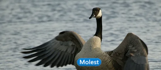 Honkest.png