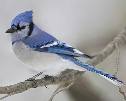 Blue_Jay_b57-4-030_l_1.png