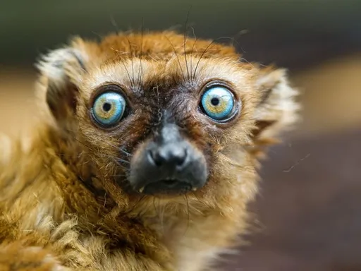 sclaters-lemur-closeup.png