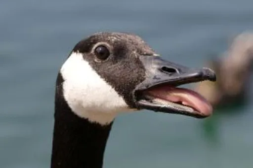 canada_goose_12.jpg