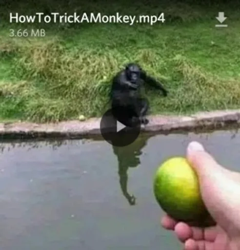 how_to_trick_a_monkey.png