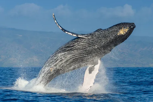 01humpbackwhales.png