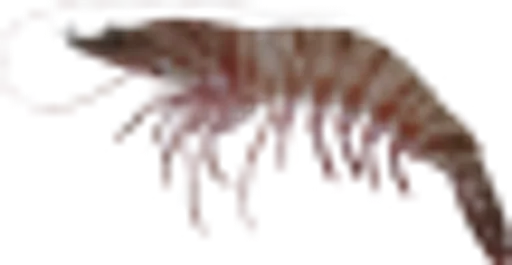 prawn(9).png