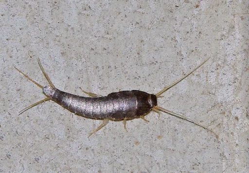 silverfish-3.png