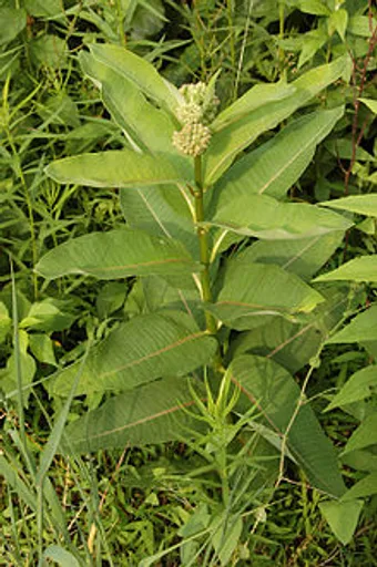 220px-Common_Milkweed_Asclepias_syriaca_Plant_2000px.png