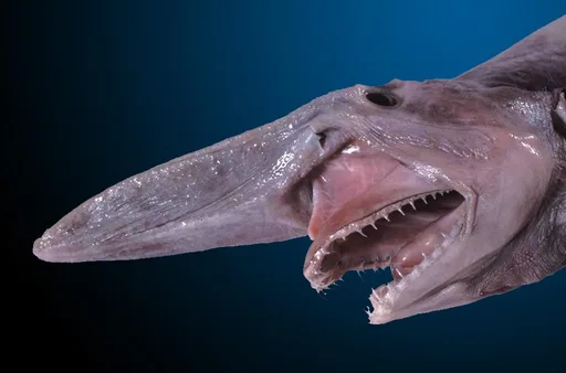 goblin-shark-nologo.png