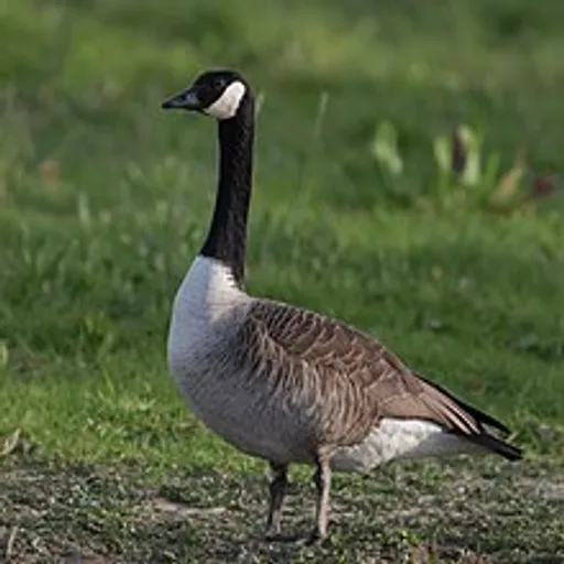 220px-Kanadagans_Branta_canadensis.png