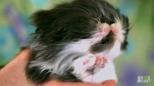 hY9sKBD.gif