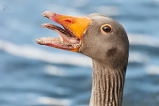 eagoose.jpg