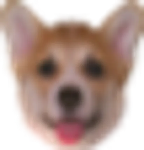 CorgiDerp.png