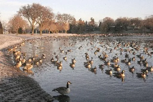 Geese.jpg