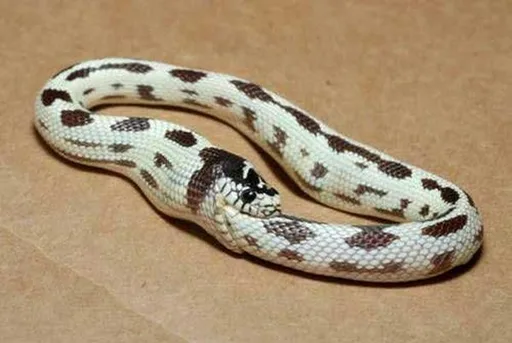 SNEK_2.jpg