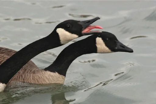 angry_goose.png