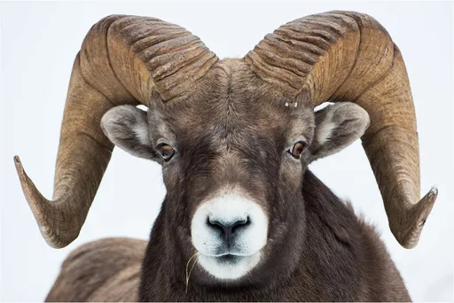 b9c6e4e5_jasper-ram-c2a9-christopher-martin-5702.png