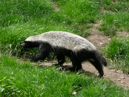 1280px-Mellivora_capensis_in_Howletts_Wild_Animal_Park.png