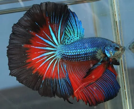 betta.jpg