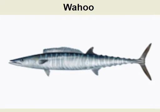 image0.png