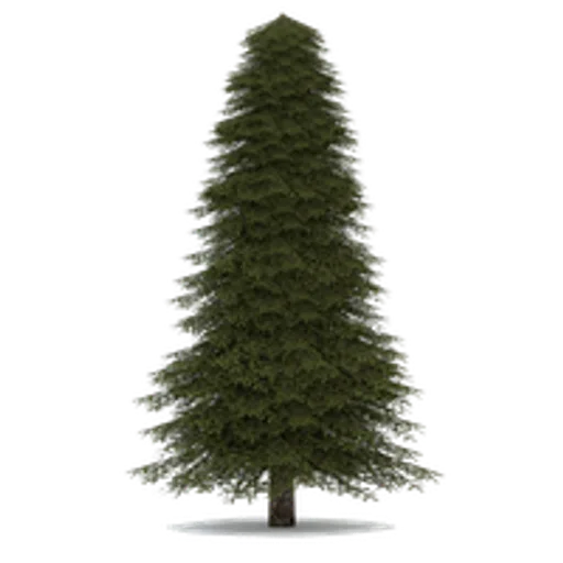 fir.png