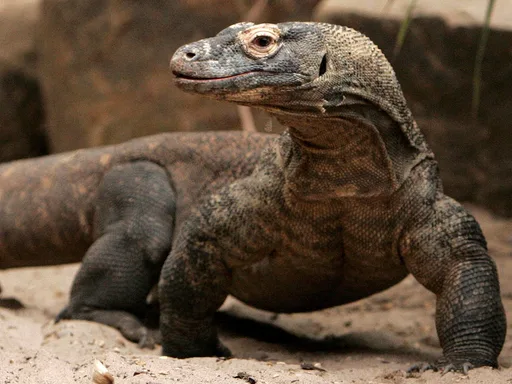 KomodoDragon5.png