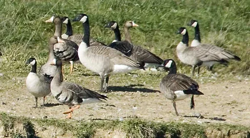 DLE_7318_700-Cackling-white-fronted-canada-geese.jpg