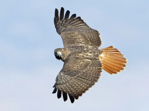 60384911-720px.jpg