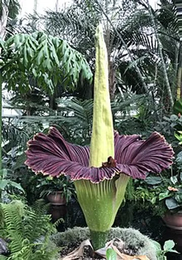 220px-Amorphophallus_titanum_28corpse_flower29_-_2.png
