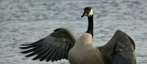 Canada_Goose_2.png