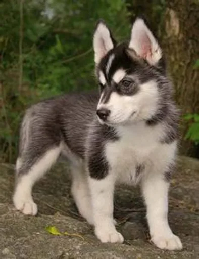 minihusky.jpg