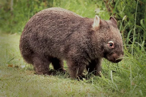 wombat-MAIN.png