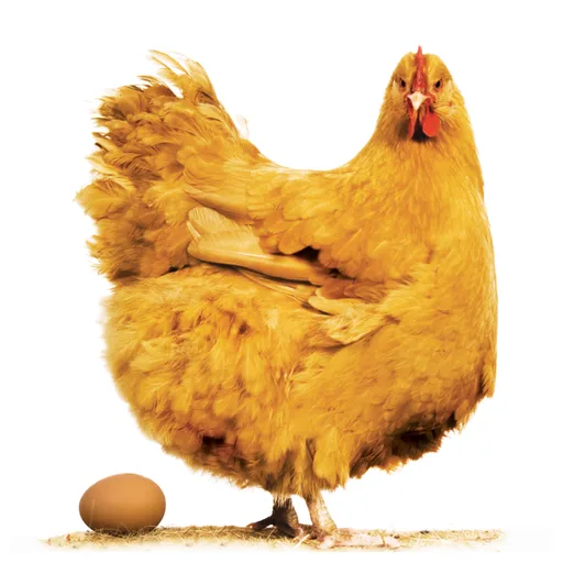chicken.jpg