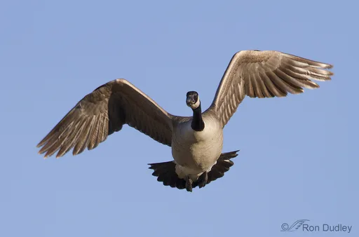 canada-goose-3619-ron-dudley.jpg